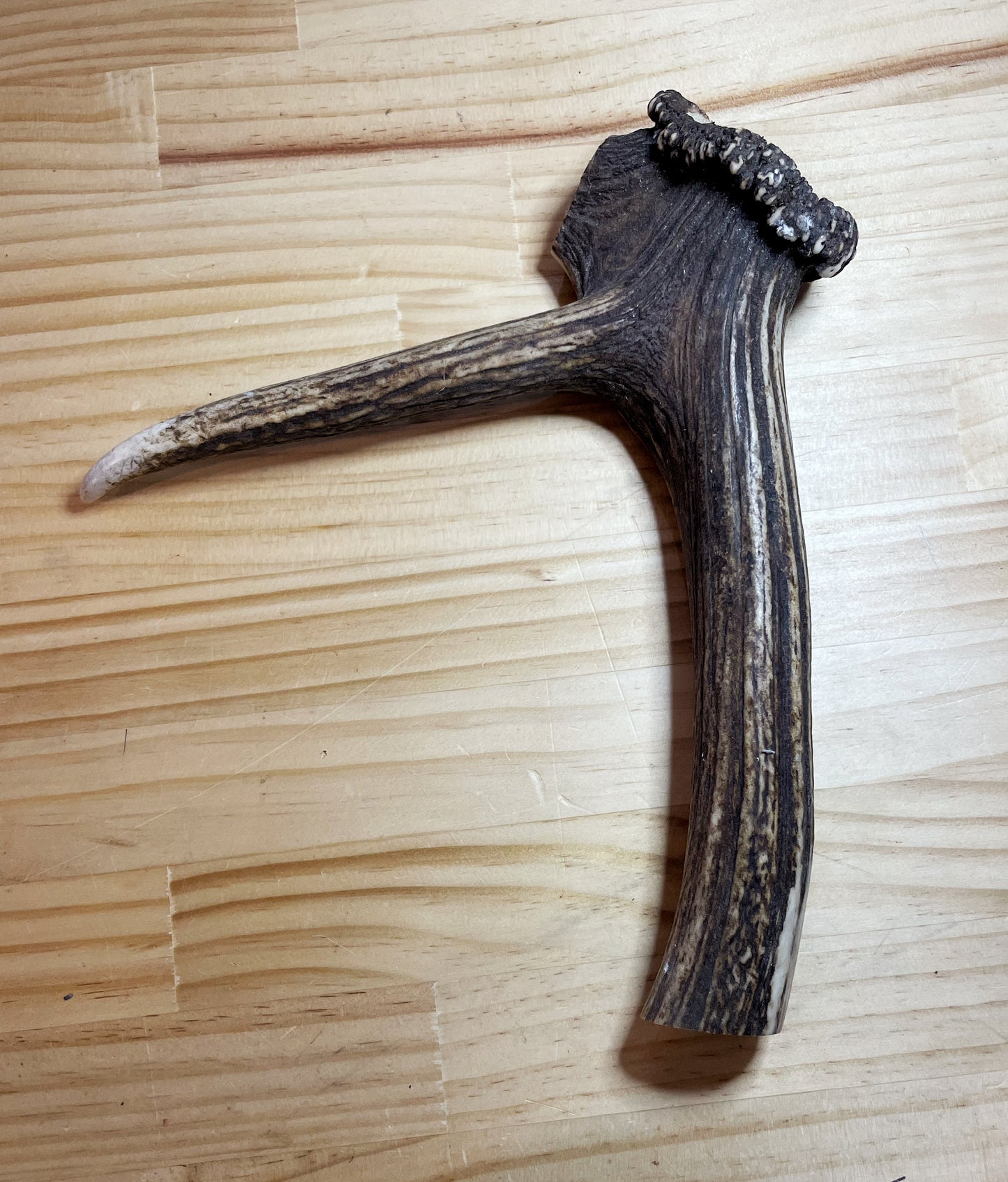 Deer Antler