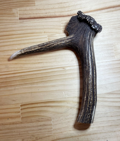 Deer Antler