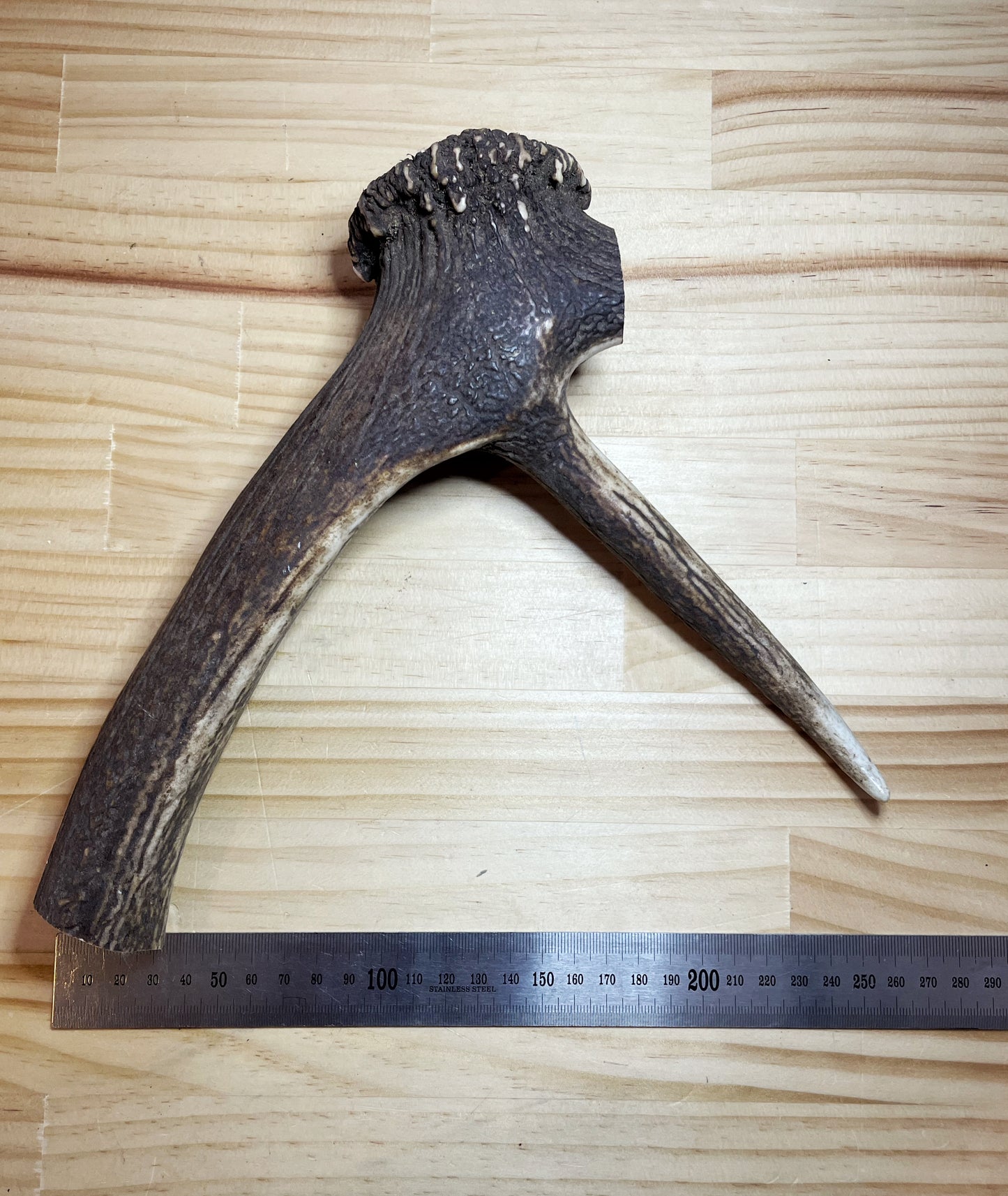 Deer Antler