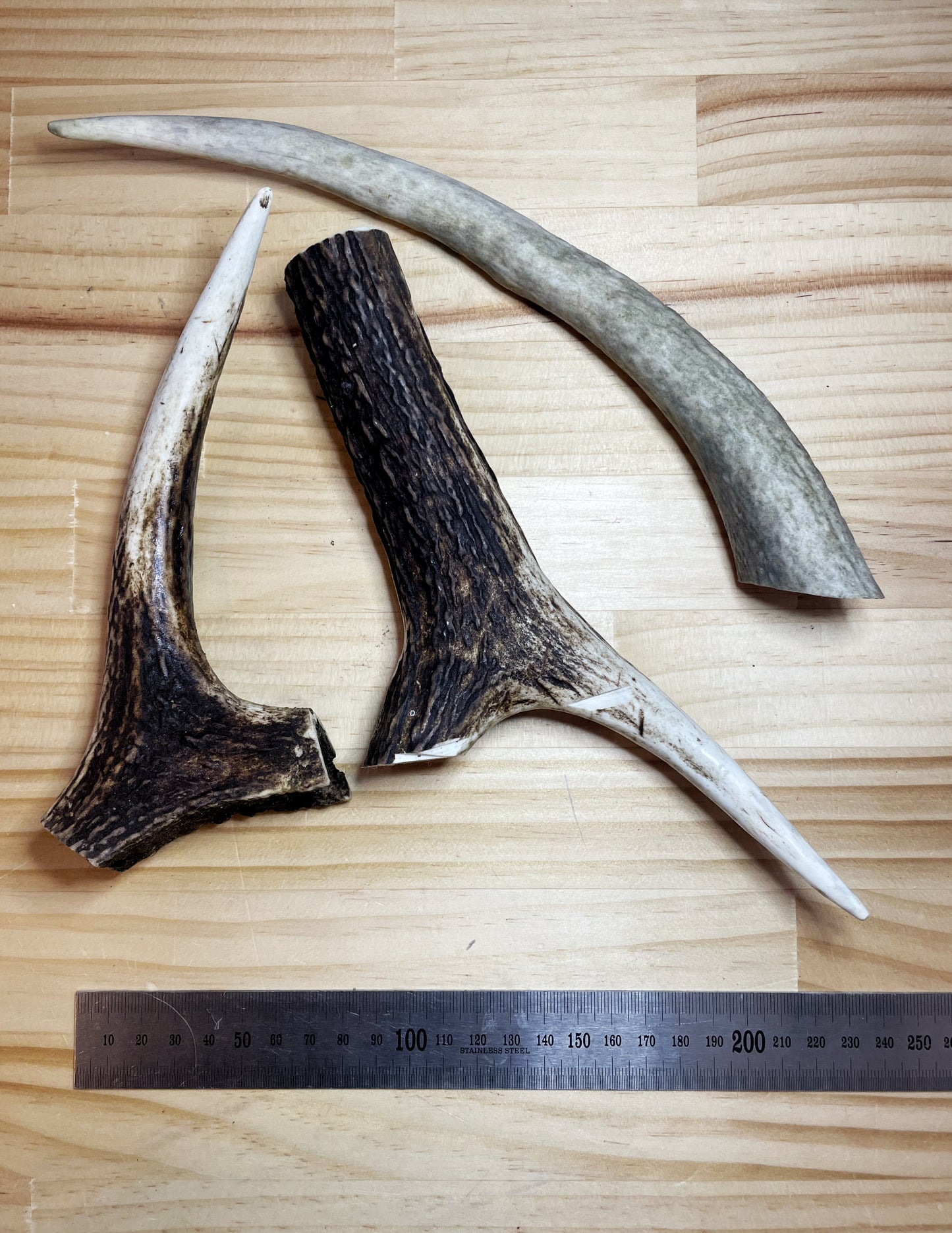 Deer Antler