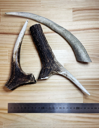 Deer Antler