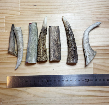 Deer Antler