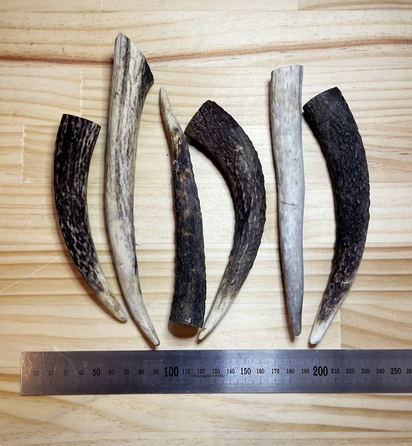 Deer Antler