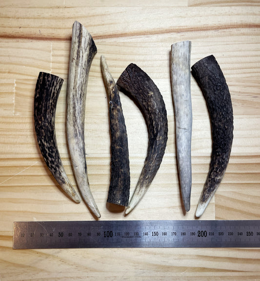 Deer Antler