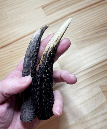 Deer Antler
